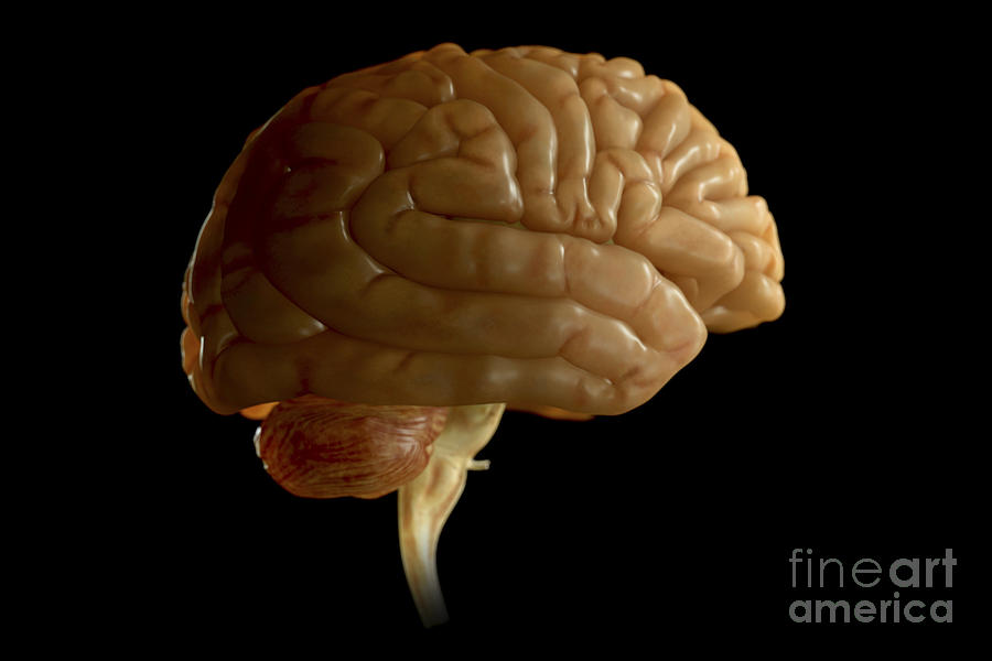The Human Brain #17 Photograph by Science Picture Co
