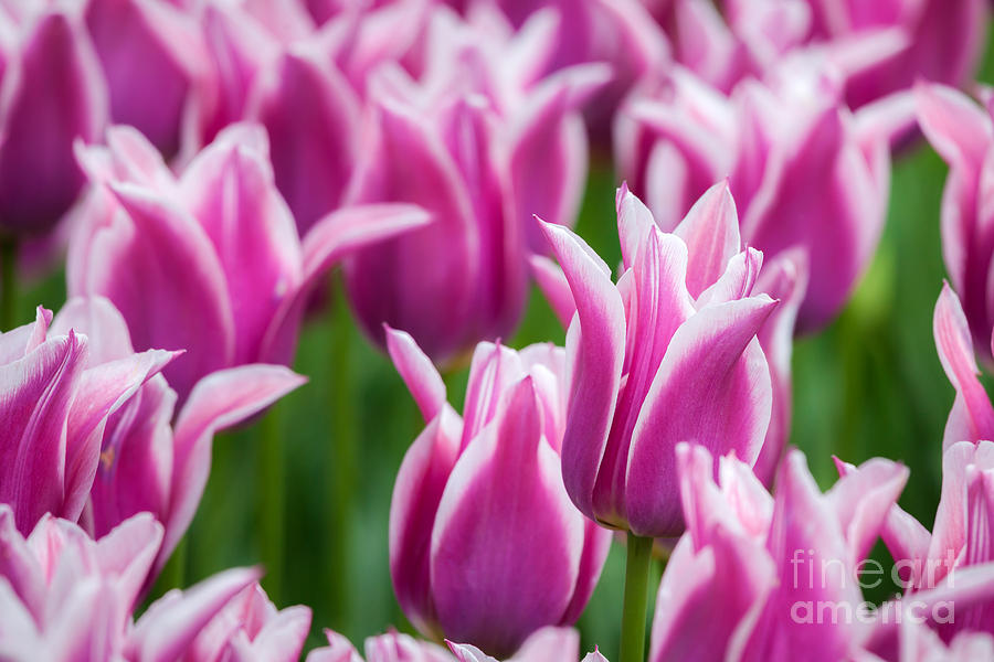 Tulips by Katka Pruskova Tulips by Katka Pruskova