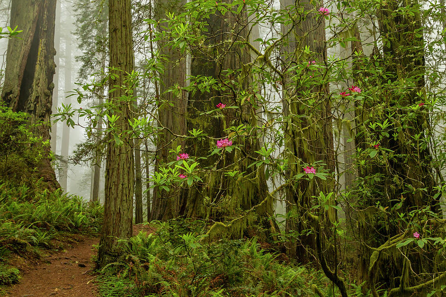 Flowers Still Life Photograph - USA, California, Redwoods National Park #17 by Jaynes Gallery