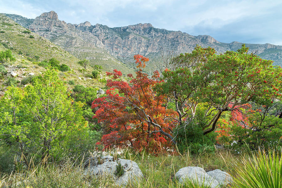 Fall Photograph - USA, Texas, Guadalupe Mountains #17 by Jaynes Gallery
