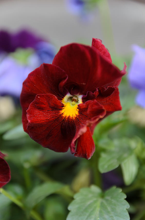 Viola Tricolor Heartsease #17 Photograph by Michael Goyberg