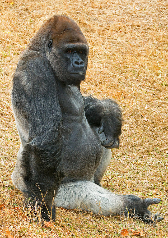 Western Lowland Gorilla #17 Photograph by Millard H. Sharp