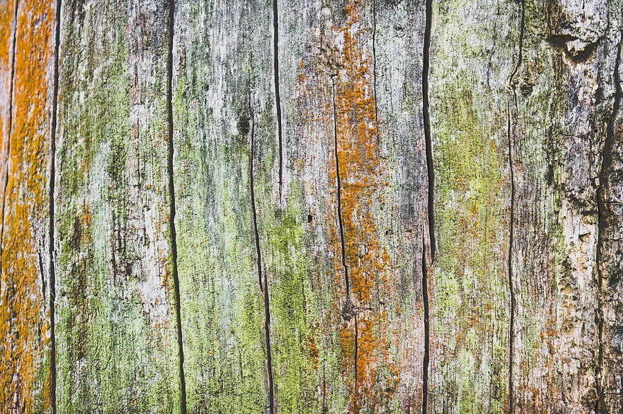 Nature Photograph - Wood background #17 by Tom Gowanlock