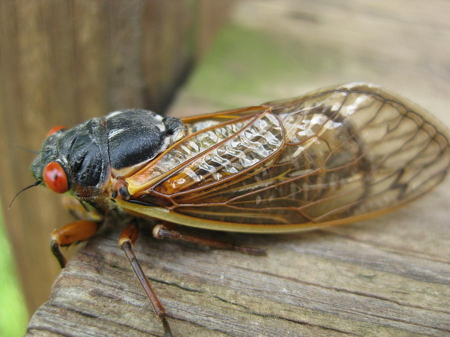 17 Year Cicada Photograph by Dawn Tagawa - Fine Art America