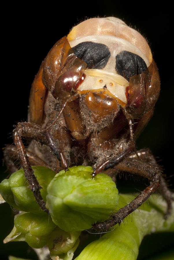 17 Year Cicada Metamorphosis Photograph by Paul Whitten