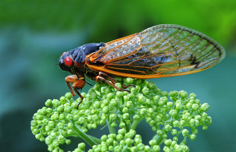 17 Year Locust Photograph by Dave Mills Fine Art America