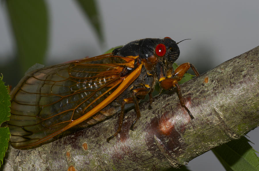 17 Year Locust Photograph by Greg Vizzi - Fine Art America
