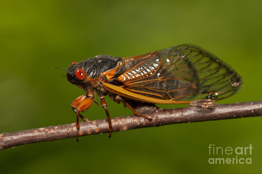 Animal Photograph - 17-year Periodical Cicada I by Clarence Holmes