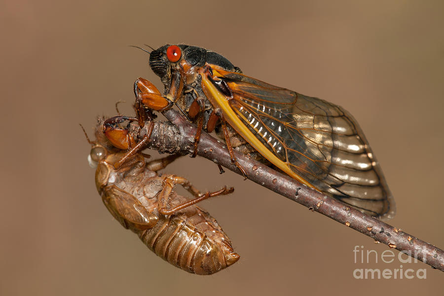 Animal Photograph - 17-year Periodical Cicada II by Clarence Holmes