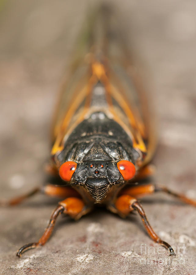 Animal Photograph - 17-year Periodical Cicada III by Clarence Holmes