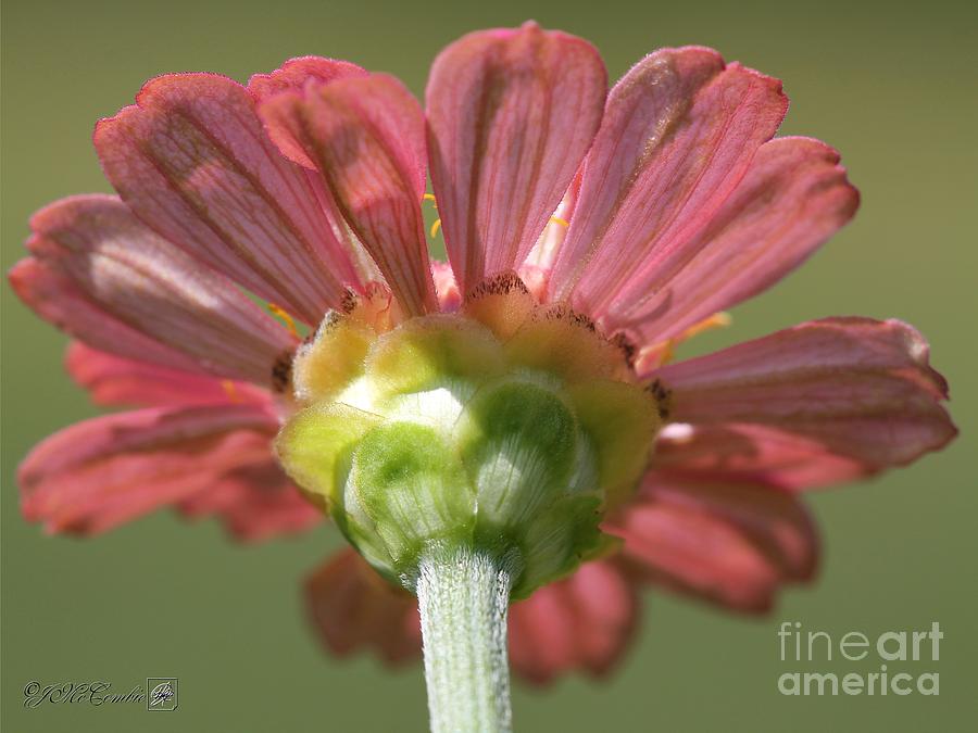 Zinnia from the Candy Mix #16 Photograph by J McCombie