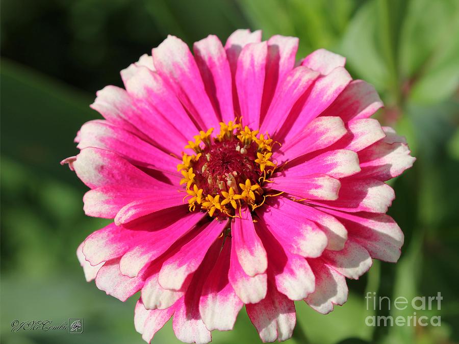 Flower Photograph - Zinnia from the Whirlygig Mix #16 by J McCombie