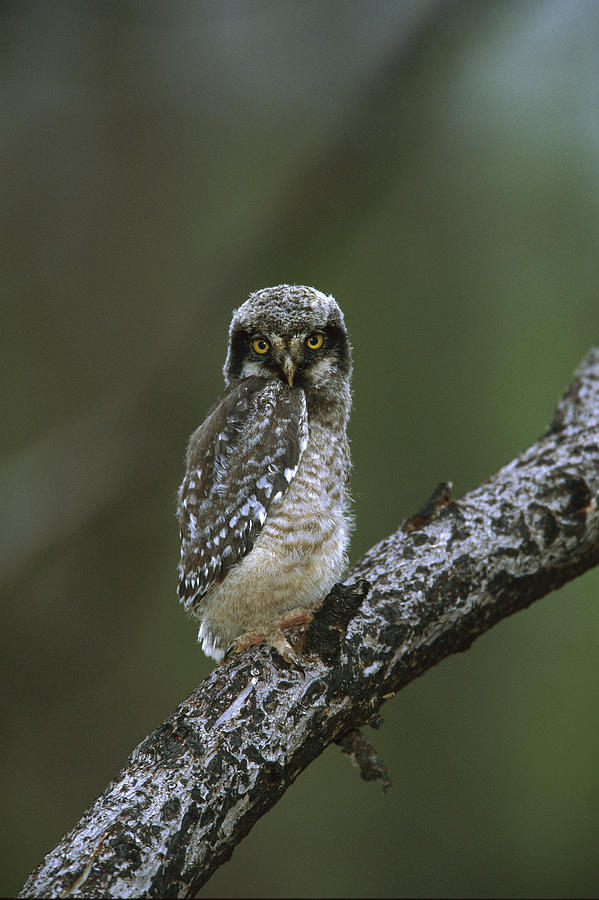 Bird Photograph - Northern Hawk Owl Chick by TomVezo