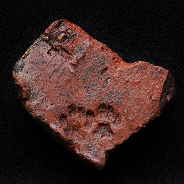 1700 Year Old Roman Tile With Puppy Photograph by Adam Slater