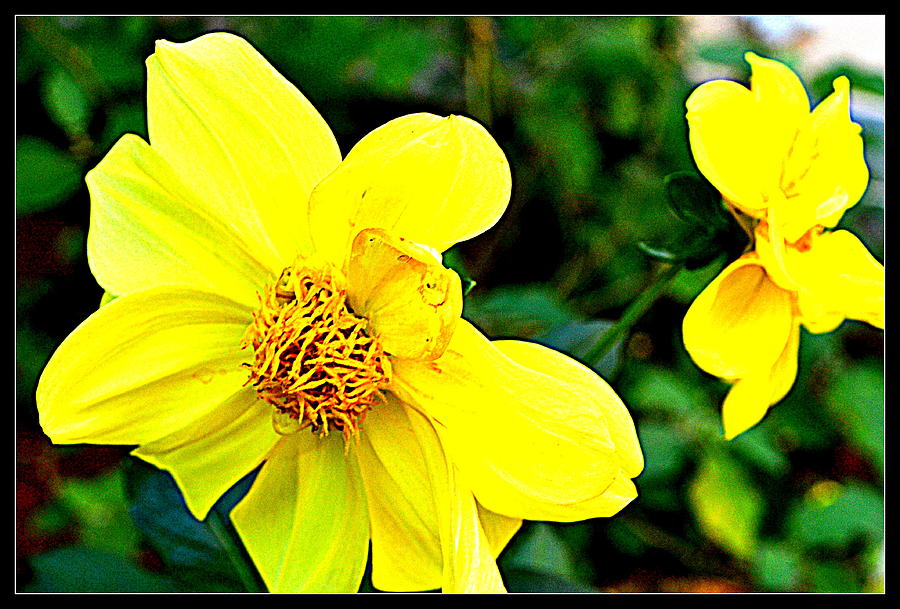 Flowers Flowers And Flowers #171 Photograph by Anand Swaroop Manchiraju