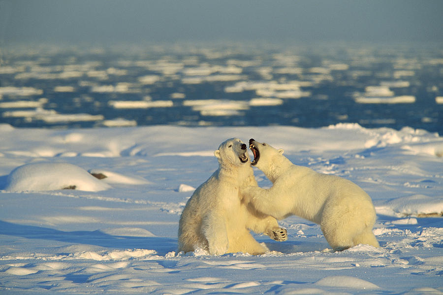 Polar Bears Fighting Photograph by Konrad Wothe