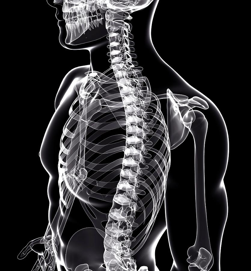 Human Skeleton Photograph by Pixologicstudio/science Photo Library | Pixels