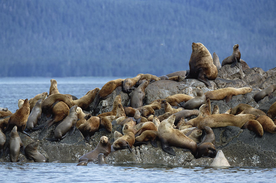 Stellers Sealion Bull and Harem Photograph by Konrad Wothe
