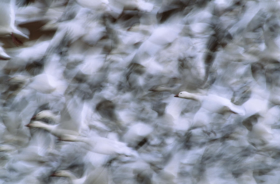 Snow Geese Taking Flight Photograph by Tom Vezo
