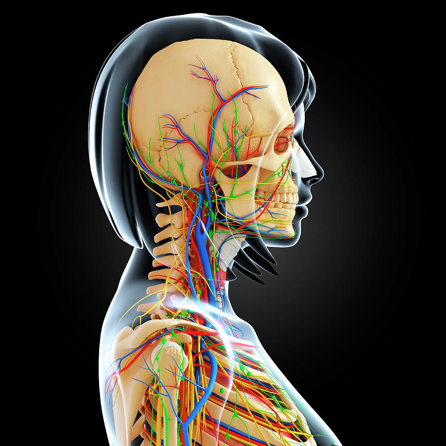 Female Anatomy Photograph by Pixologicstudio/science Photo Library ...