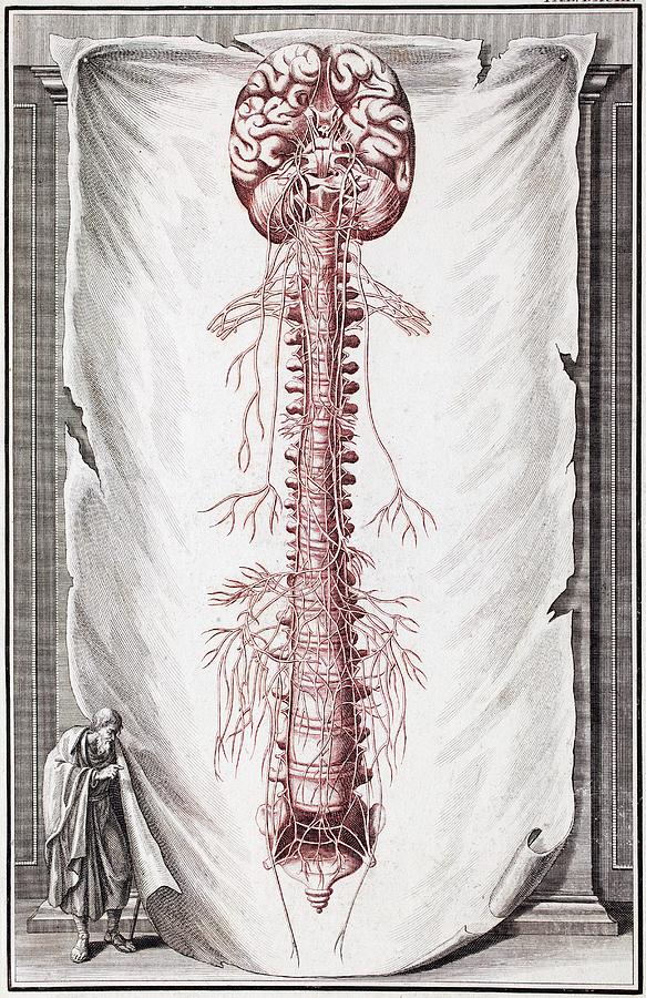Central Nervous System Photograph - 1731 Human Brain Spine Dissection Vesling by Paul D Stewart