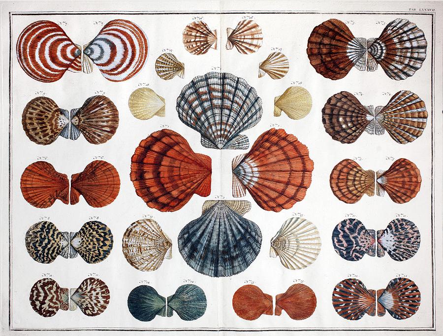 1735 Scallop Shells From Albertus Seba Photograph by Paul D Stewart