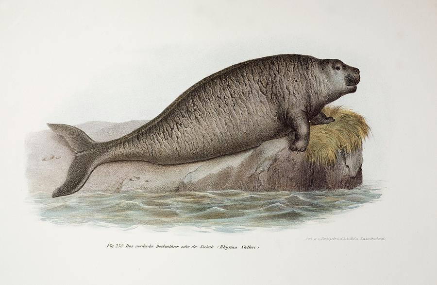 1741 Stellers Extinct Sea Co Photograph by Paul D Stewart/science Photo Library