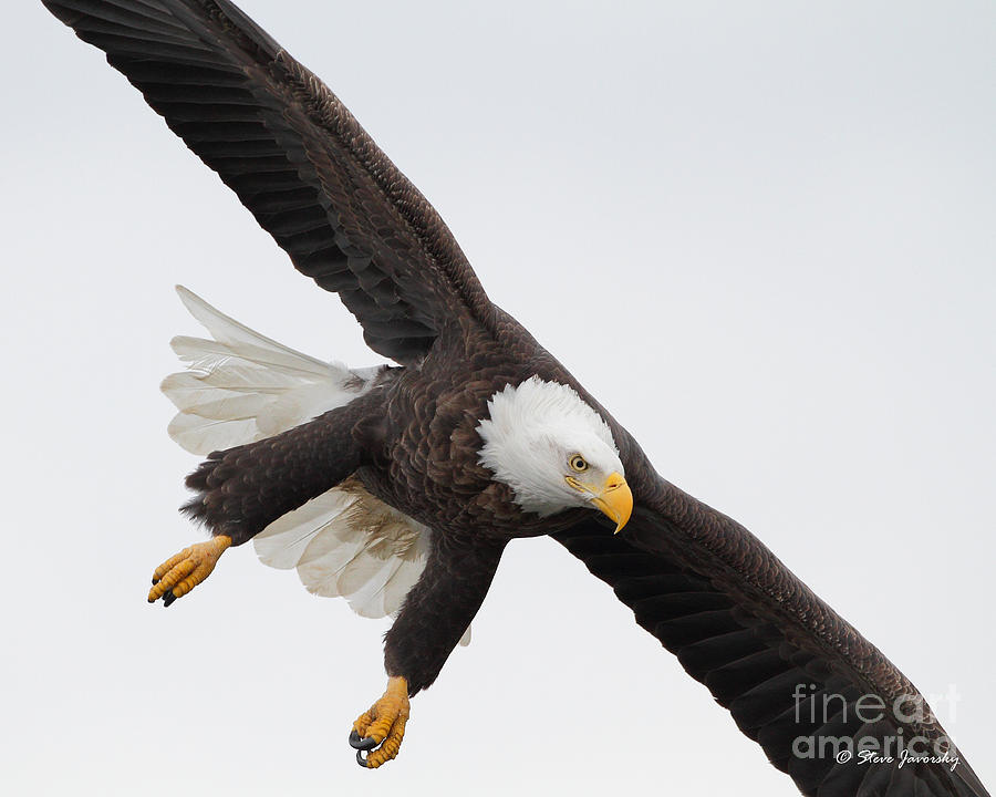 Bald Eagle #175 Photograph by Steve Javorsky