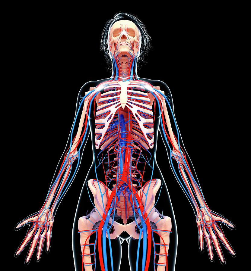 Female Cardiovascular System Photograph by Pixologicstudio/science ...