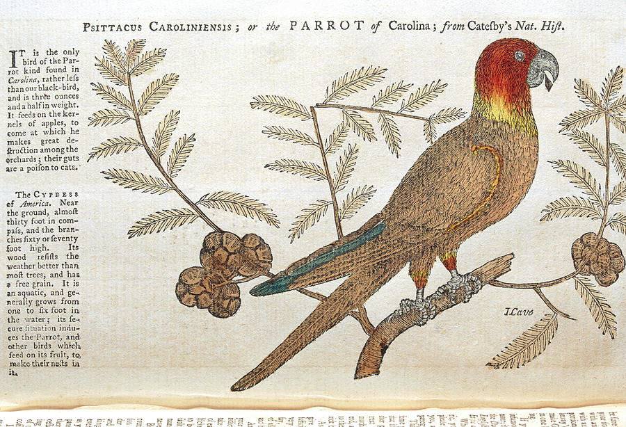 Parakeet Photograph - 1752 Illustration Of Extinct Carolina Conure by George Bernard/science Photo Library