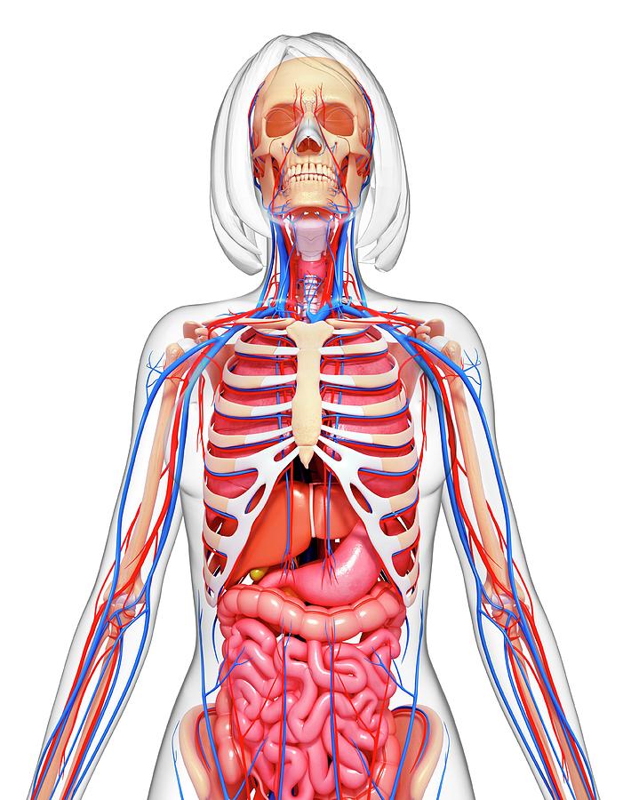 Female Anatomy #1758 by Pixologicstudio/science Photo Library