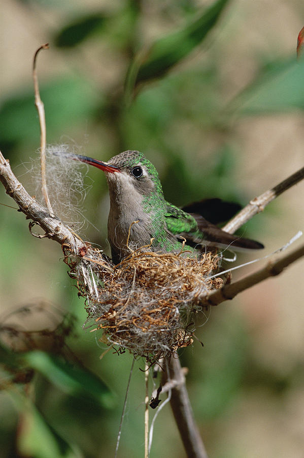 Hummingbird Building a Nest Photograph by Konrad Wothe