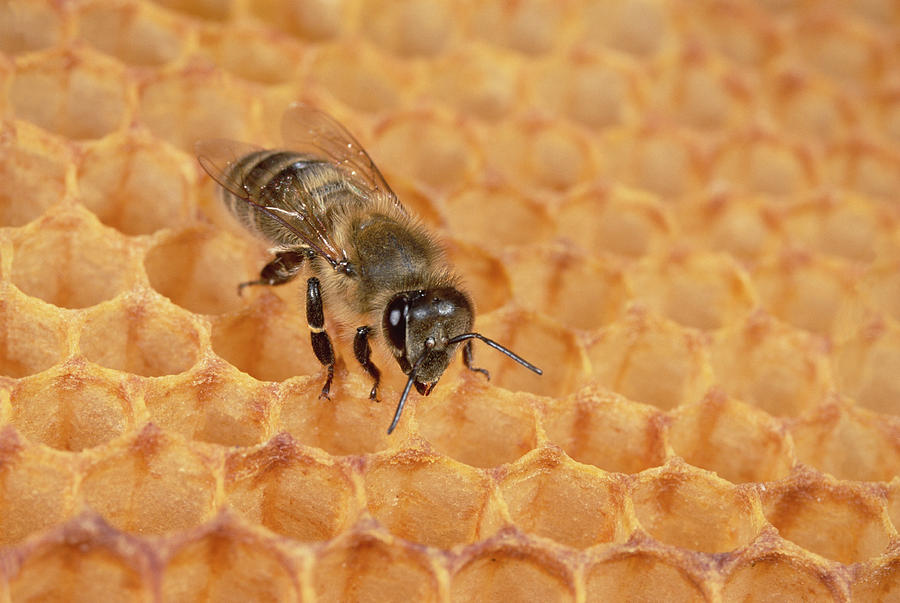 Honeybee on Honeycomb Photograph by Konrad Wothe