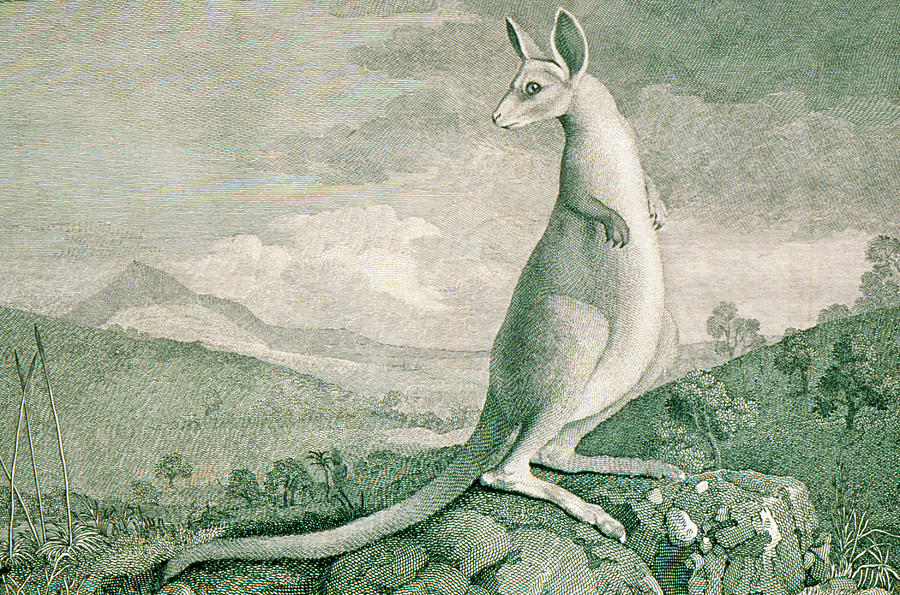 Wildlife Photograph - 1777 Engraving Of A Kangaroo by George Bernard/science Photo Library