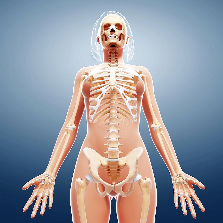 Female Skeleton Photograph by Pixologicstudio/science Photo Library.