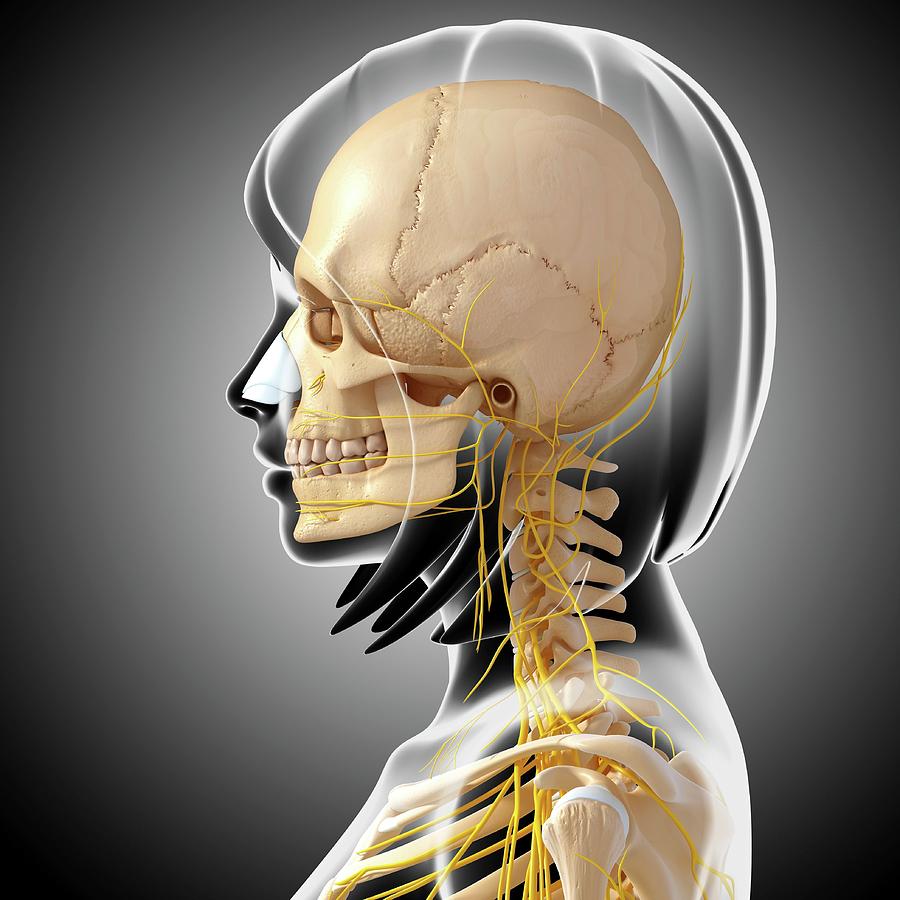 Artwork Photograph - Female Anatomy by Pixologicstudio/science Photo Library Artwork Photograph - Female Anatomy by Pixologicstudio/science Photo Library