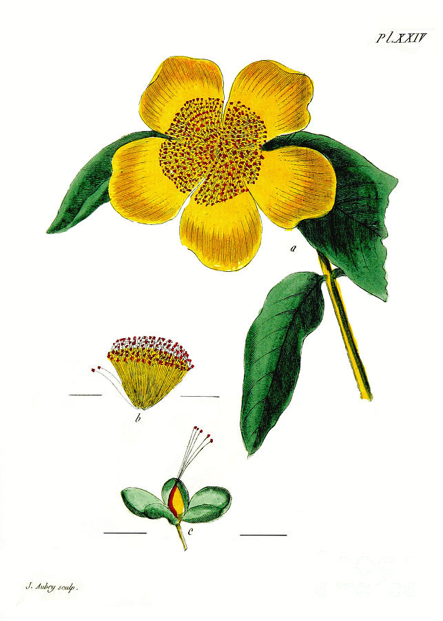1788 Flower Drawing Restored Photograph by Phil Cardamone