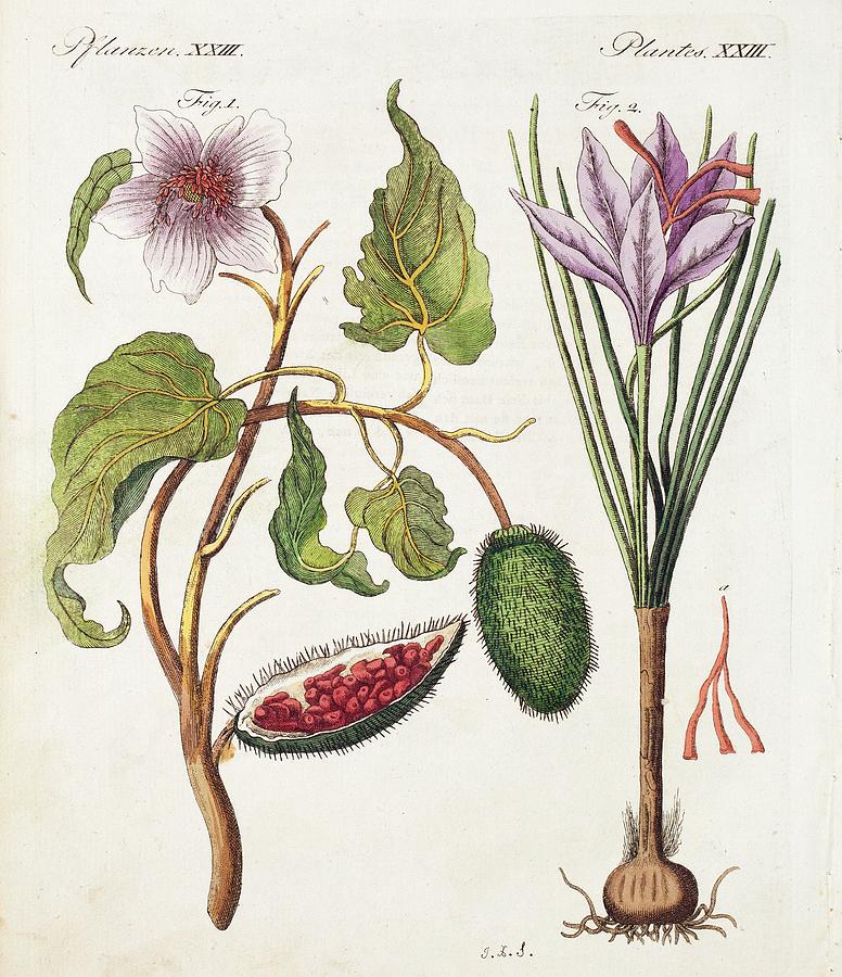 1795 Achiote Saffron Natural Food Colour Photograph by Paul D Stewart