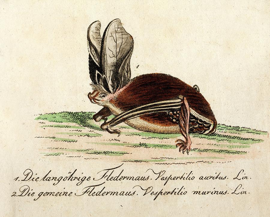 Amphibians Photograph - 1796 Longeared Bat Bechstein Conservation by Paul D Stewart