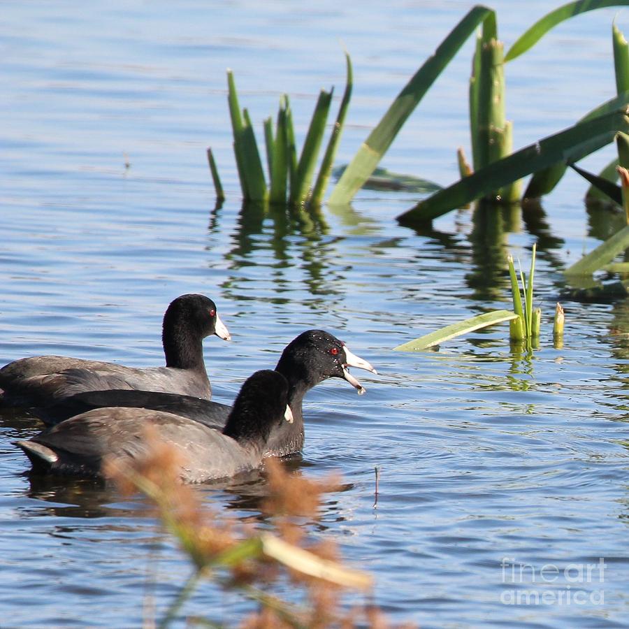 American Coot #18 Photograph by Jack R Brock