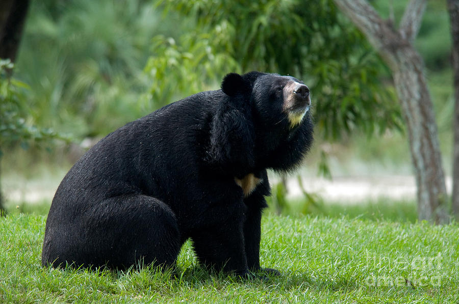 Asian Black Bear #18 Photograph by Mark Newman