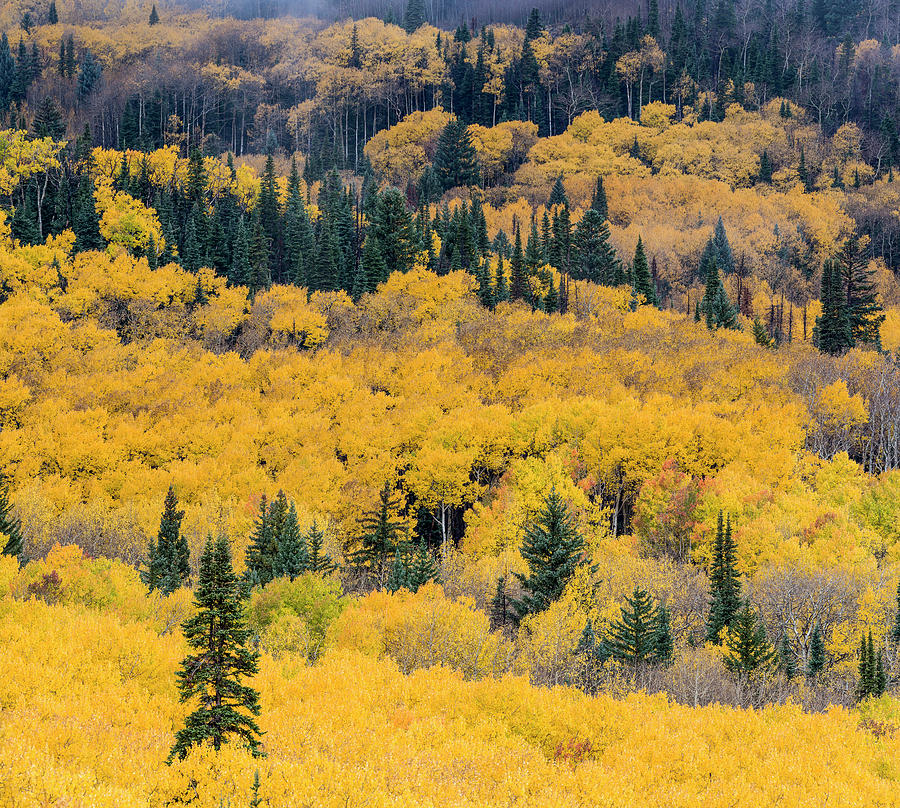 Aspen Trees In A Forest, Boulder Photograph by Panoramic Images - Fine ...