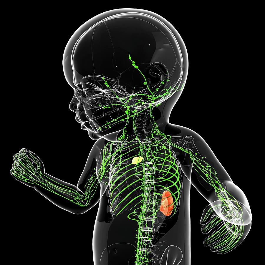 Baby's Lymphatic System #18 by Science Photo Library