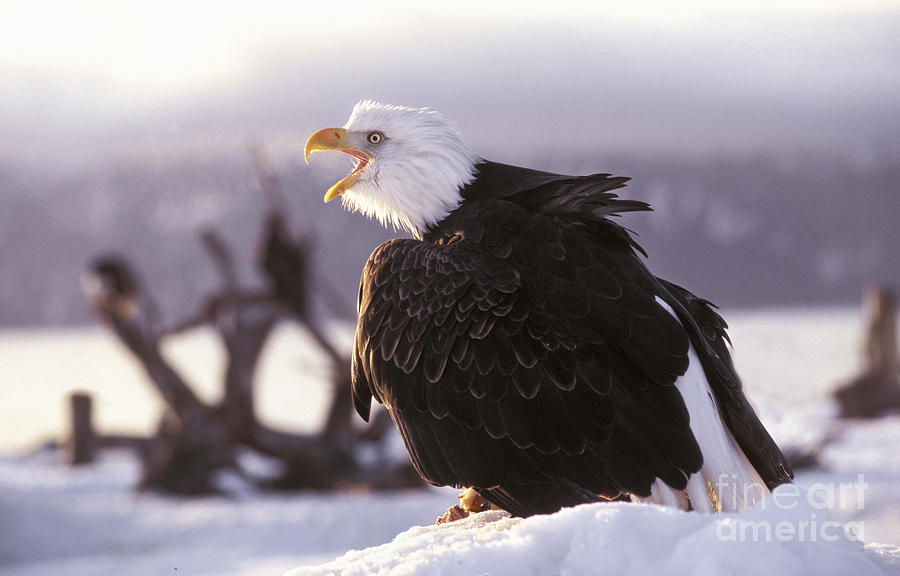 Bald Eagle #18 Photograph by Ron Sanford