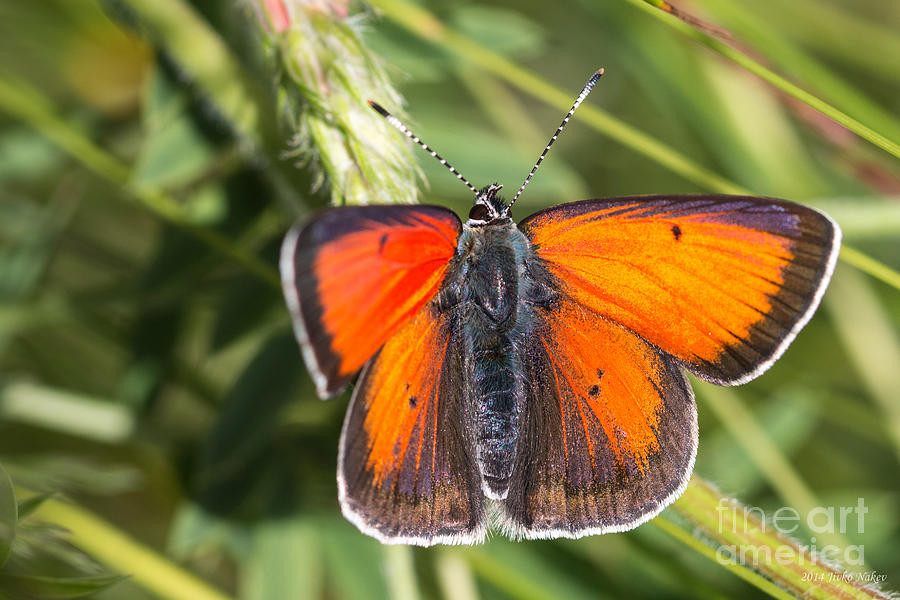 18 Balkan Copper Butterfly Photograph by Jivko Nakev
