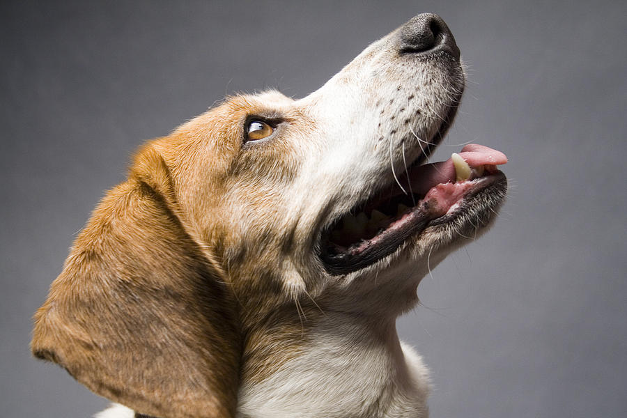 Beagle Photograph - Beagle #18 by Gary Marx