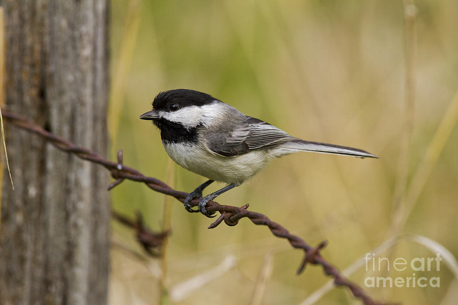 Black-capped Chickadee #18 Photograph by Linda Freshwaters Arndt