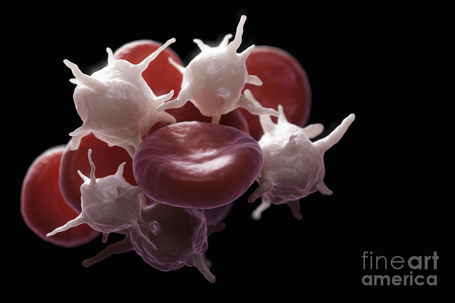 Blood Cells #18 Photograph by Science Picture Co