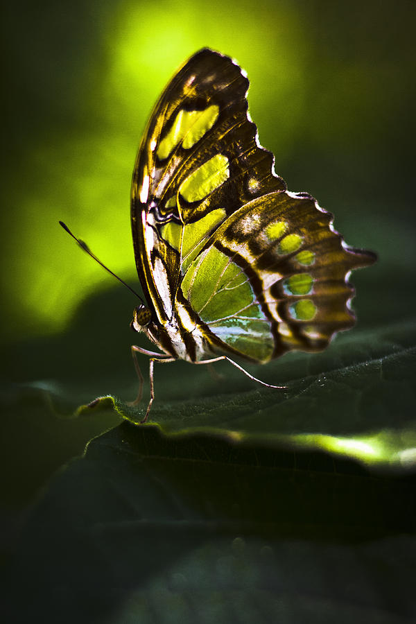 Butterfly #19 Photograph by Bradley R Youngberg