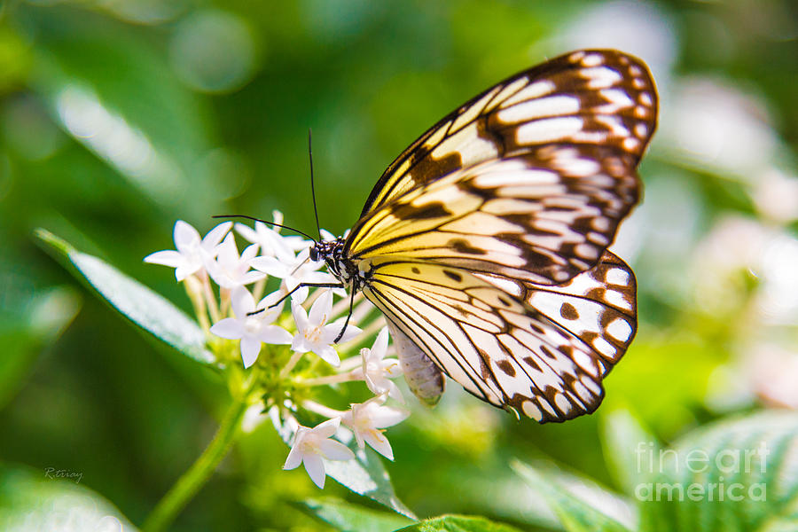 Butterfly #19 Photograph by Rene Triay FineArt Photos